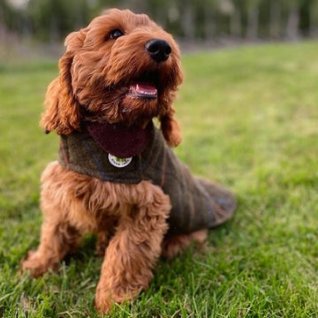 DOG-COAT-TWEED-GREEN